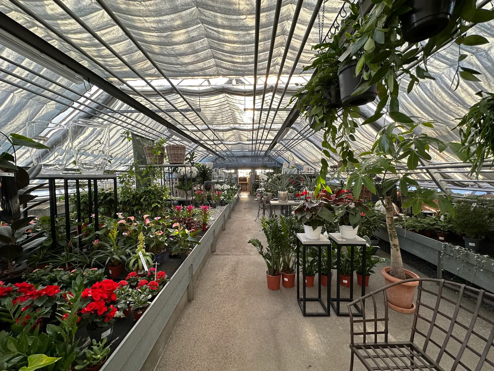 Gang im Glashaus mit Grünpflanzen, Orchideen und Hängeampeln