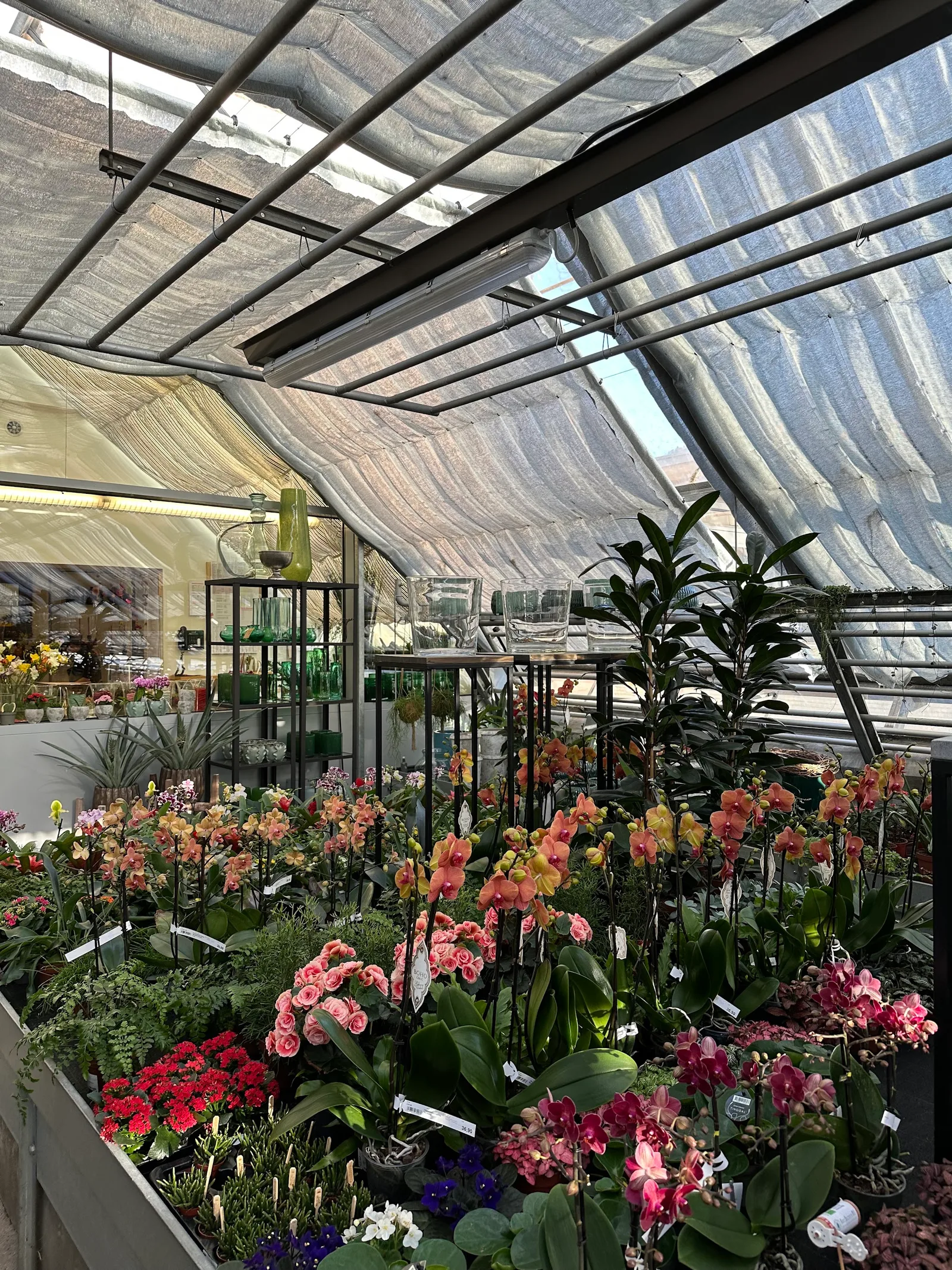 Glashaus mit Orchideen und Glasvasen