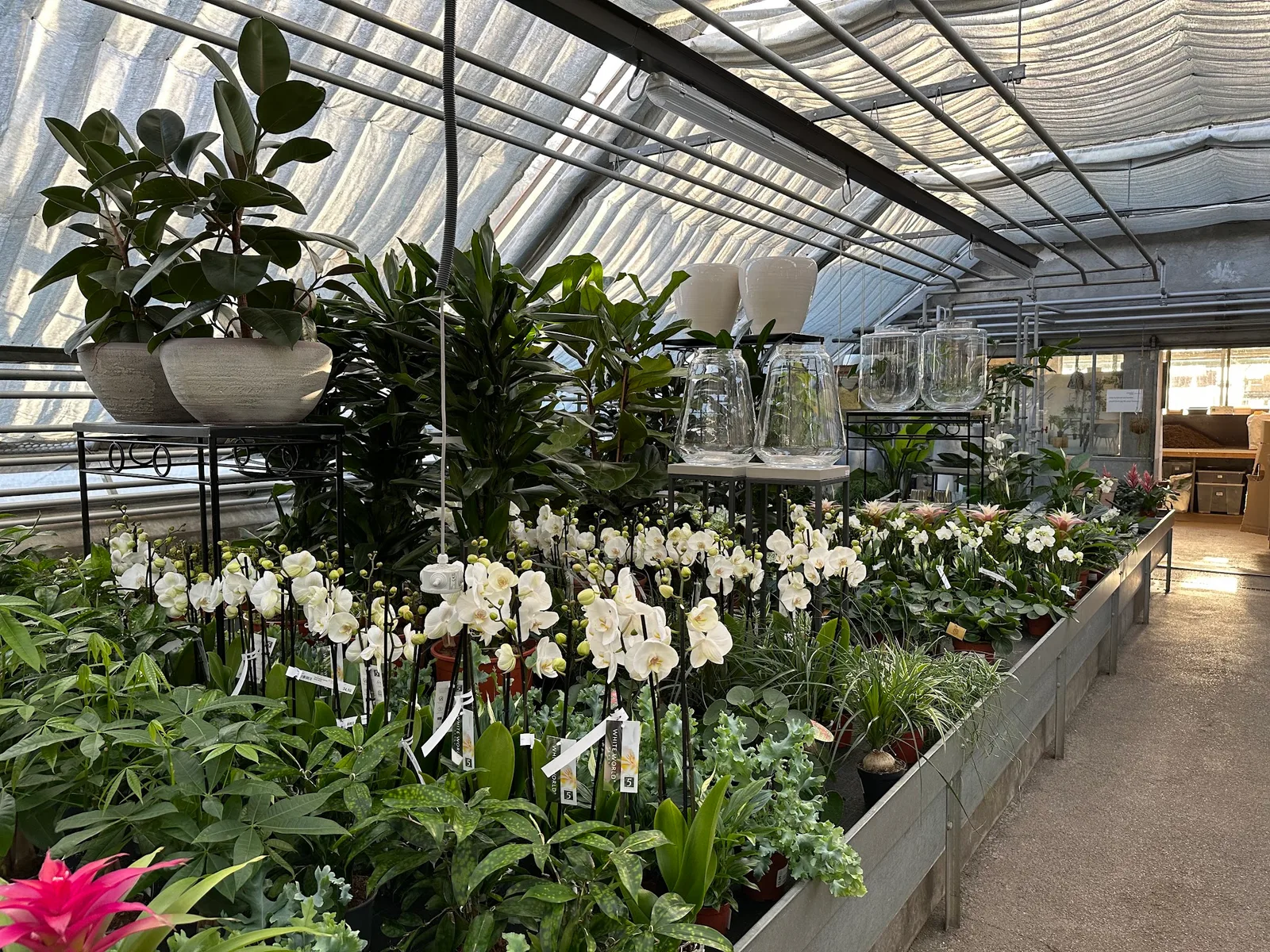 Glashaus von Schallert Blumen mit weißen Orchideen, Grünpflanzen und Glasgefäßen