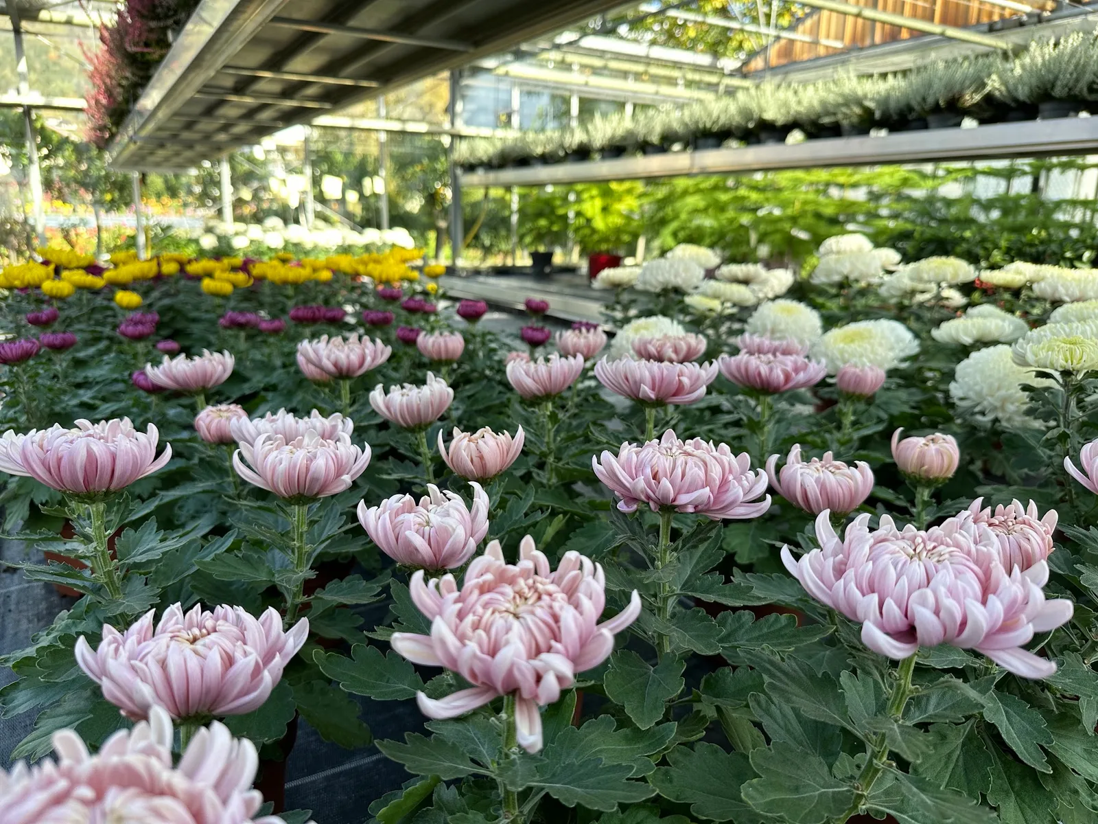 Chrysanthemen in Rosa, Weiß und Gelb im Glashaus