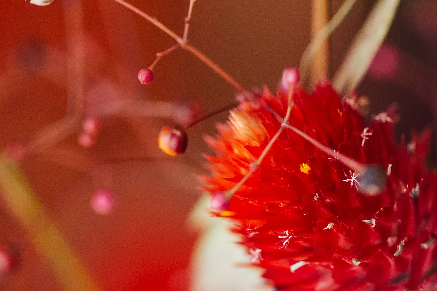 Rote Trockenblume in Nahaufnahme
